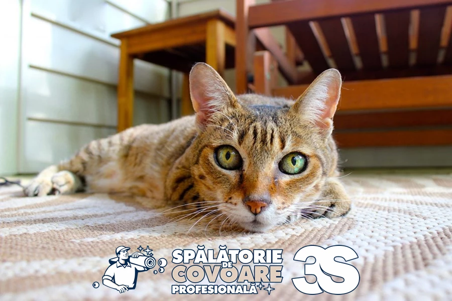 Câteva sfaturi pentru un covor fără pete