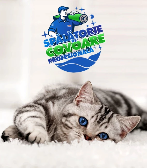 Servicii Spălătorie covoare Ocna Mureș Unirea. Ridicăm și Livrăm!